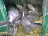 Животноводство,  Сельхоз животные Кролики, Нутрии, цена 60 Грн., Фото