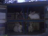 Животноводство,  Сельхоз животные Кролики, Нутрии, цена 60 Грн., Фото