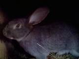 Грызуны Кролики, цена 90 Грн., Фото