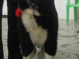 Собаки, щенята Ньюфаундленд, ціна 7500 Грн., Фото