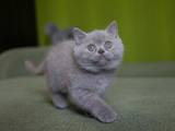 Кошки, котята Британская короткошерстная, цена 5000 Грн., Фото