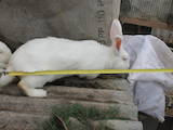 Тваринництво,  Сільгосп тварини Кролики, Нутрії, ціна 600 Грн., Фото