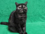 Кошки, котята Экзотическая короткошерстная, цена 5900 Грн., Фото