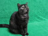 Кошки, котята Экзотическая короткошерстная, цена 5900 Грн., Фото