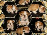 Собаки, щенята Англійський бульдог, ціна 25000 Грн., Фото