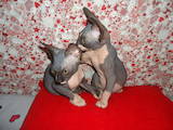Кішки, кошенята Канадський сфінкс, ціна 1500 Грн., Фото