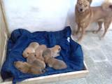 Собаки, щенки Разное, цена 8000 Грн., Фото