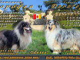 Собаки, щенята Довгошерстий коллі, ціна 10000 Грн., Фото