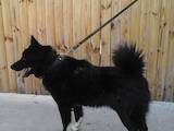 Собаки, щенята Російсько-Європейська лайка, ціна 2500 Грн., Фото
