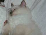 Кішки, кошенята Колор-пойнт короткошерстий, ціна 1500 Грн., Фото