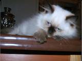 Кішки, кошенята Колор-пойнт короткошерстий, ціна 1500 Грн., Фото