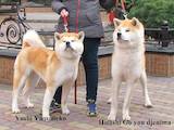 Собаки, щенки Акита-ину, цена 18000 Грн., Фото