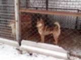 Собаки, щенки Западно-Сибирская лайка, цена 12000 Грн., Фото