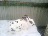 Гризуни Кролики, ціна 180 Грн., Фото