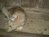 Тваринництво,  Сільгосп тварини Кролики, Нутрії, ціна 700 Грн., Фото