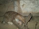 Тваринництво,  Сільгосп тварини Кролики, Нутрії, ціна 700 Грн., Фото