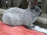 Животноводство Кролиководство, цена 250 Грн., Фото