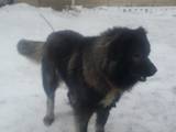 Собаки, щенята Кавказька вівчарка, Фото