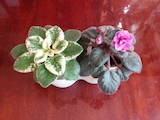 Домашні рослини Фіалки, ціна 30 Грн., Фото