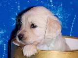 Собаки, щенки Золотистый ретривер, цена 15 Грн., Фото