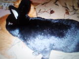 Животноводство Кролиководство, цена 600 Грн., Фото