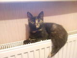 Кошки, котята Беспородная, цена 40 Грн., Фото