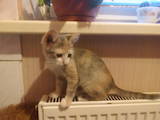 Кішки, кошенята Безпорідна, ціна 40 Грн., Фото
