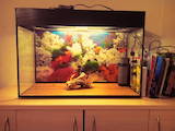Рыбки, аквариумы Аквариумы и оборудование, цена 1400 Грн., Фото