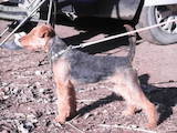 Собаки, щенята Вельштер'єр, ціна 5600 Грн., Фото