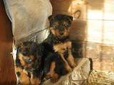 Собаки, щенки Вельштерьер, цена 5600 Грн., Фото