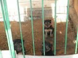 Собаки, щенята Вельштер'єр, ціна 5600 Грн., Фото