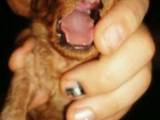 Собаки, щенята Карликовий пудель, ціна 10000 Грн., Фото