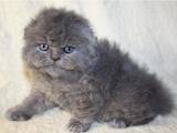 Кішки, кошенята Highland Fold, ціна 1500 Грн., Фото