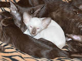 Кішки, кошенята Гавана, ціна 4000 Грн., Фото