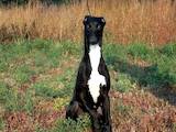 Собаки, щенята Грейхаунд, ціна 9000 Грн., Фото