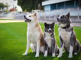 Собаки, щенки Акита-ину, цена 16267.92 Грн., Фото