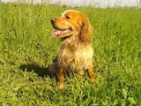 Собаки, щенята Російський спаніель, ціна 100 Грн., Фото