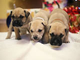 Собаки, щенки Мальоркский бульдог (Ка Де Бо), цена 21000 Грн., Фото