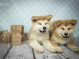 Собаки, щенята Акіта-іну, ціна 13000 Грн., Фото