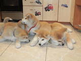 Собаки, щенки Акита-ину, цена 13000 Грн., Фото