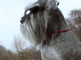 Собаки, щенята Міттельшнауцер, ціна 4000 Грн., Фото