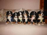 Собаки, щенки Бернская горная собака, цена 11600 Грн., Фото