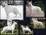 Собаки, щенки Белая Швейцарская овчарка, цена 13500 Грн., Фото