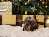 Собаки, щенята Йоркширський тер'єр, ціна 25000 Грн., Фото
