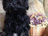 Собаки, щенята Кольорова болонка, ціна 10000 Грн., Фото