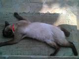 Кошки, котята Меконгский бобтейл, цена 800 Грн., Фото