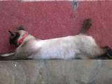 Кішки, кошенята Меконгській бобтейл, ціна 800 Грн., Фото