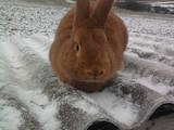 Тваринництво,  Сільгосп тварини Кролики, Нутрії, ціна 80 Грн., Фото
