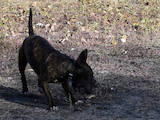 Собаки, щенята Мініатюрний бультер'єр, ціна 19000 Грн., Фото