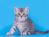 Кішки, кошенята Шотландська висловуха, ціна 3000 Грн., Фото